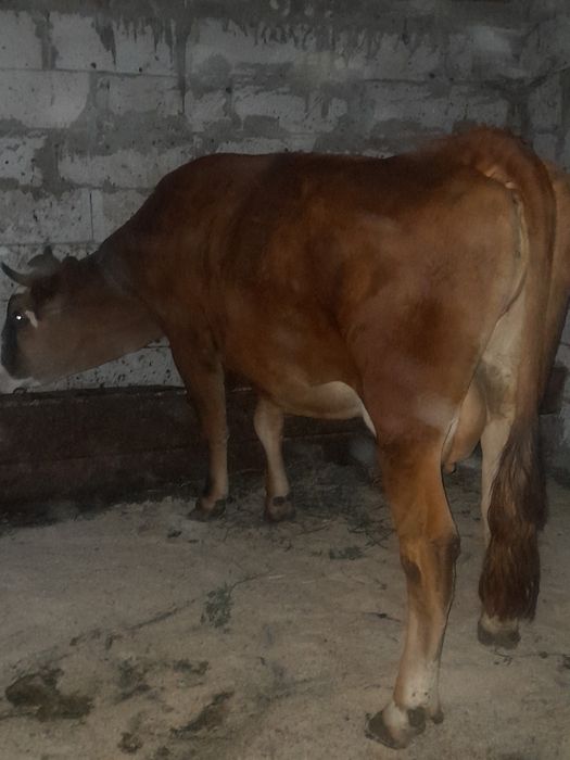 Vând vaca gestanta