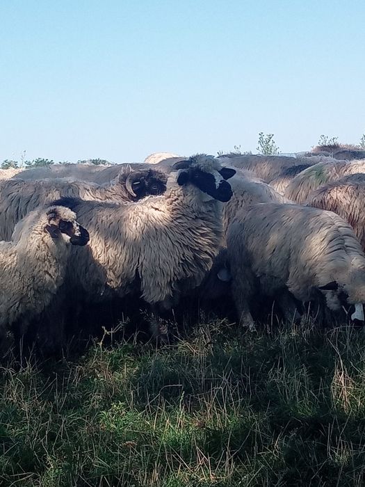 Vând oi  bune  de tinut