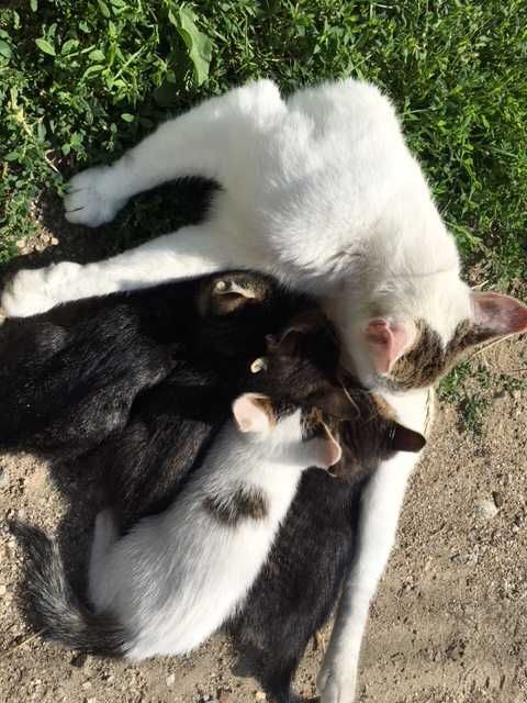 Donez pisici 8 saptamani