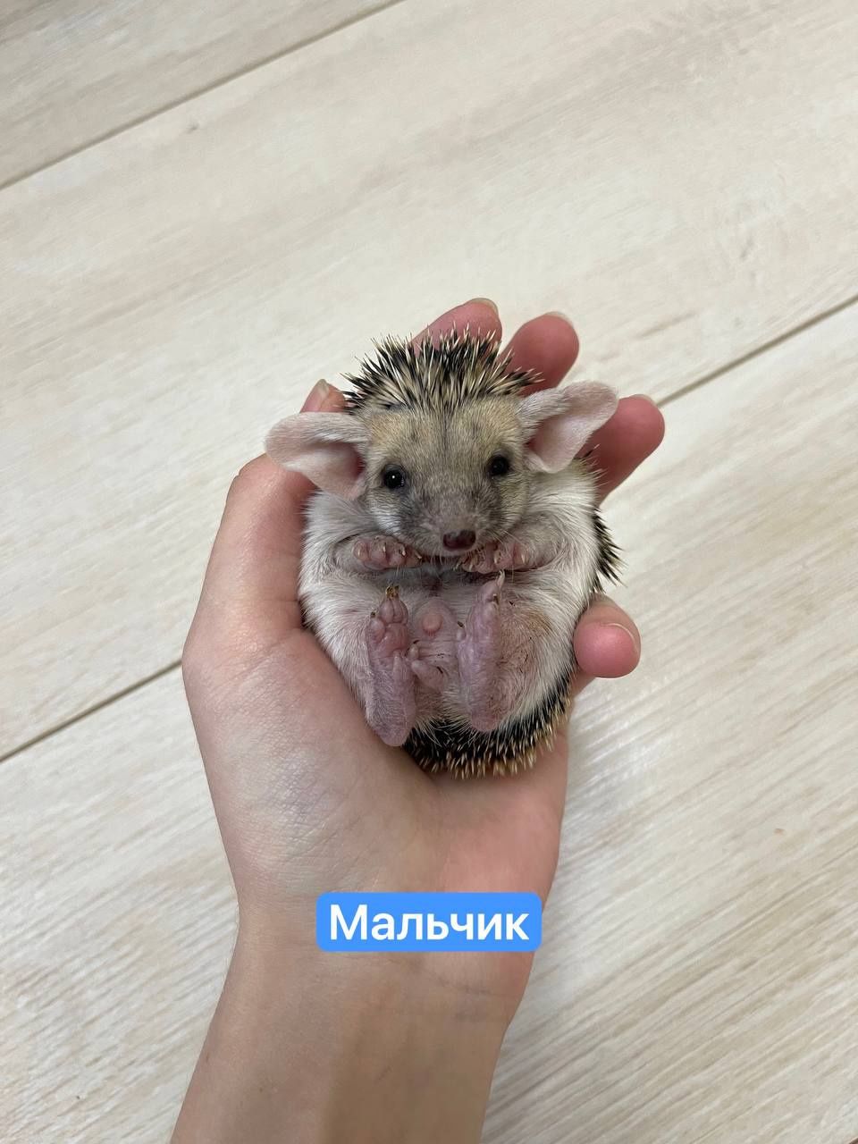 Домашние животные