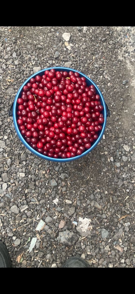 Вишня вёдрами продам