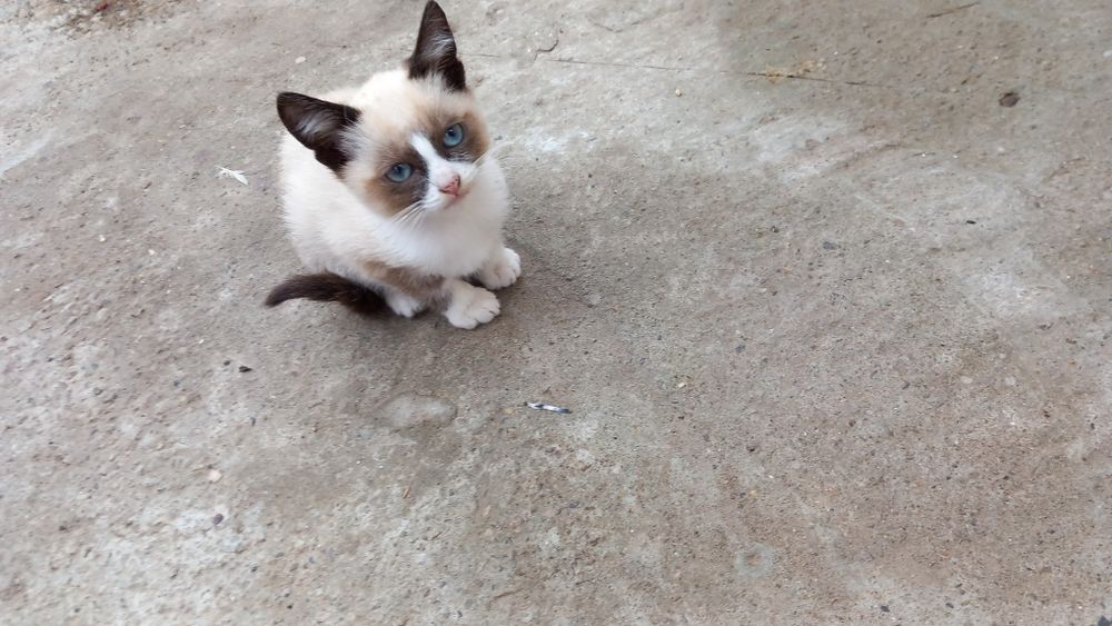 Pui de pisica snowshoe