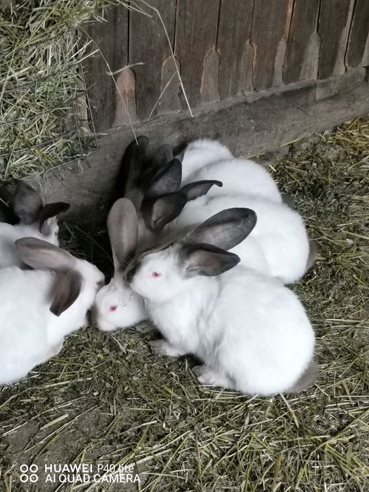 Iepuri fluture german și uriaş de Transilvania