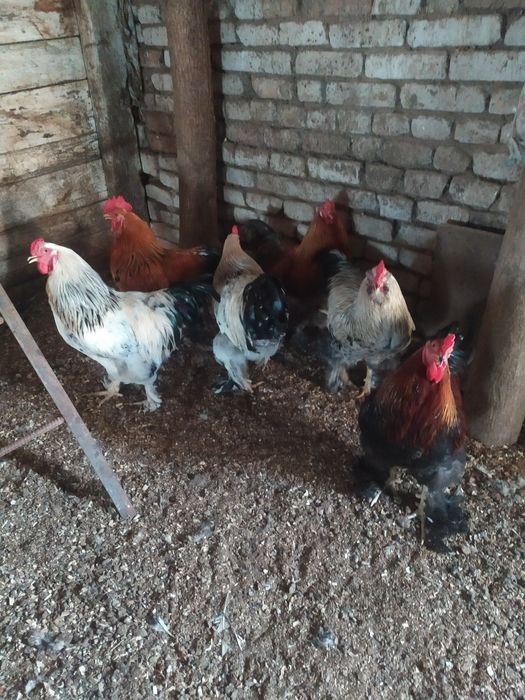 В продаже куры брама питухи