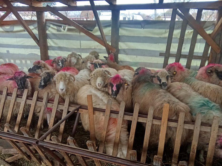 Vând 21 de oi țurcane