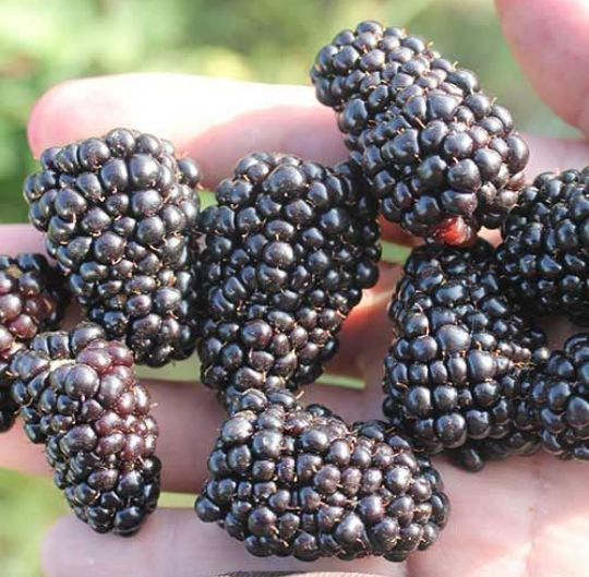 Arbuști Fructiferi (Mur De Cultura )