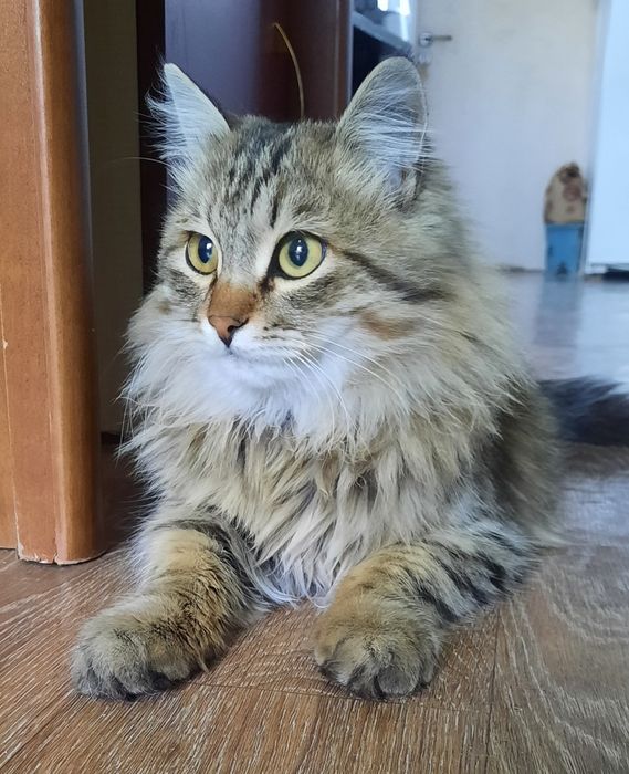 Кот сибирской красоты в добрую семью