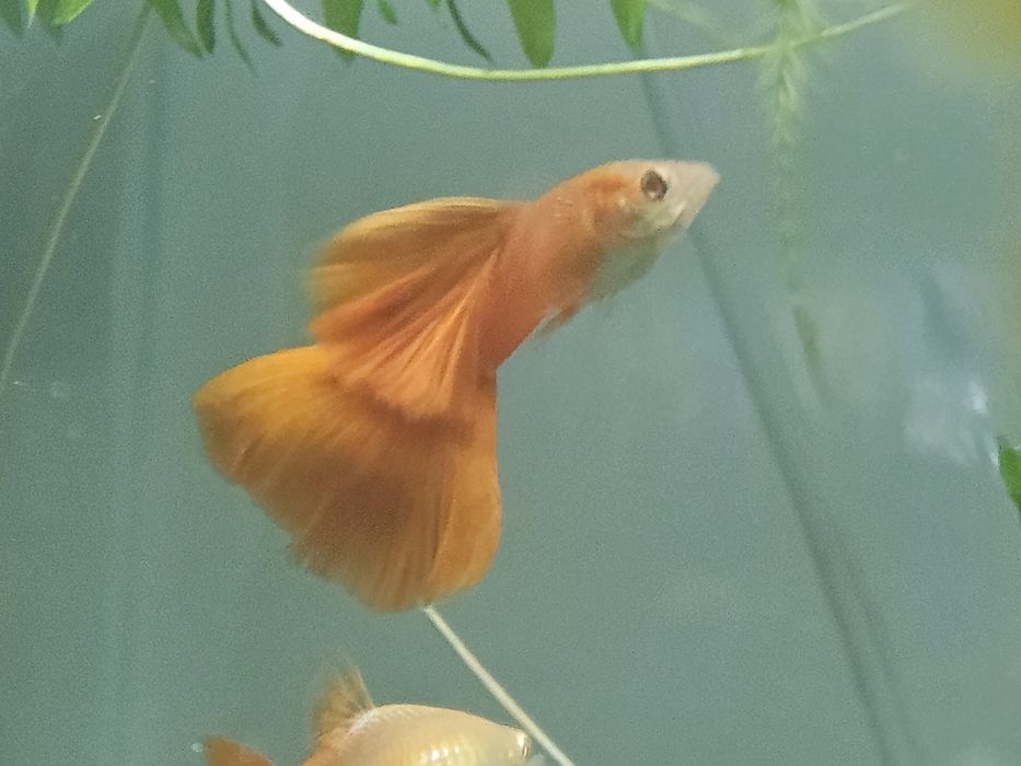 Guppy din linii alese
