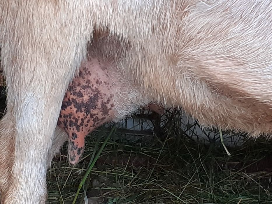 Vand capră de rasă