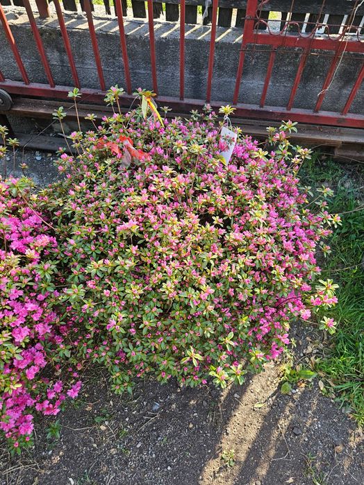 Tuia smarald lelandy braband spirale pon pon magnolia mesteacăn