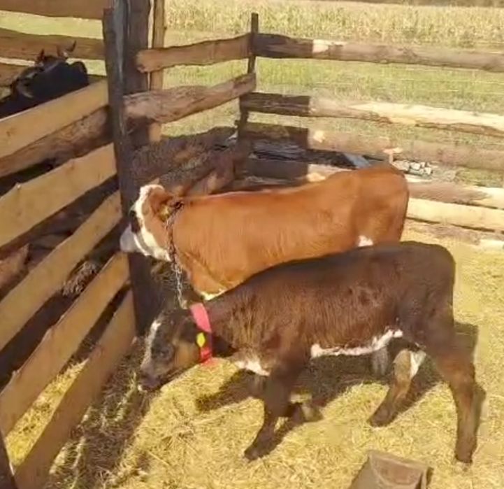 Vând 2 vițele preț 5500 lei.