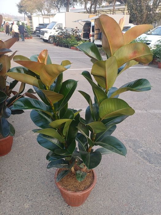 Safia guli, Fikus. Декоративные цвети. Xonaki gullar