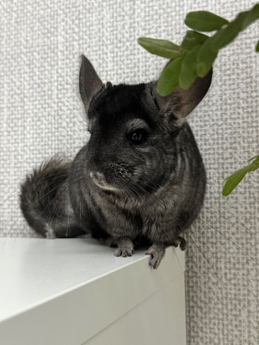 Шиншилла девочка