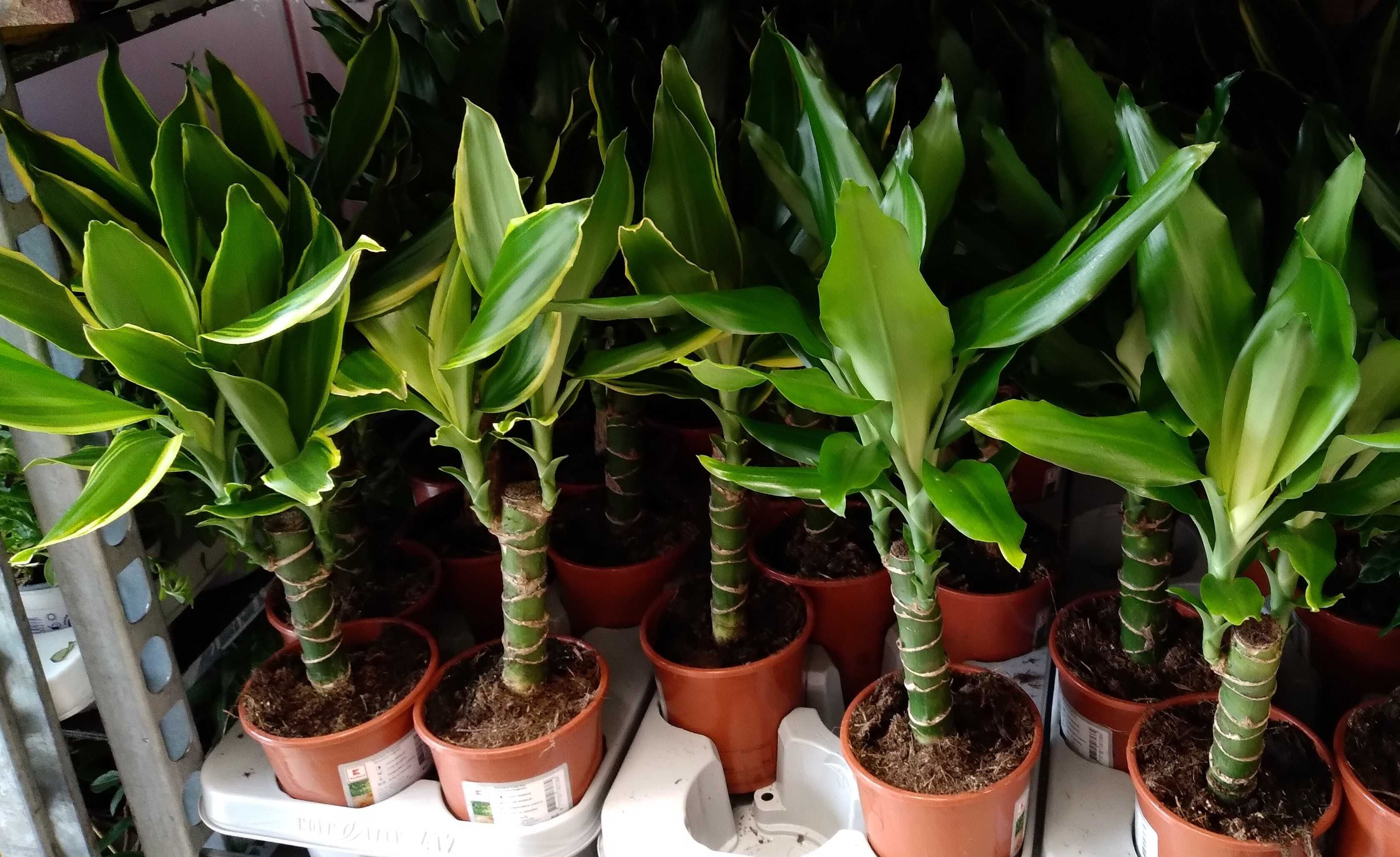 Planta decorativa - Dracaena