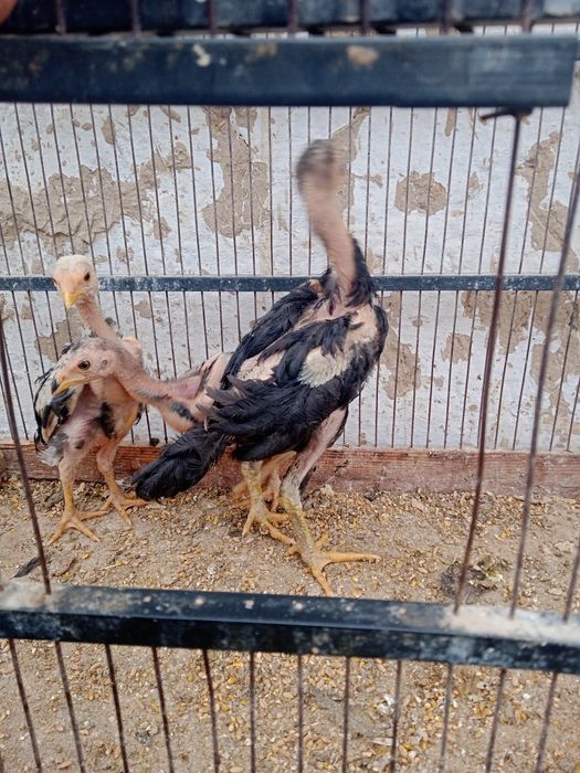 Dakan jõjalari sotiladi 2 oylik
