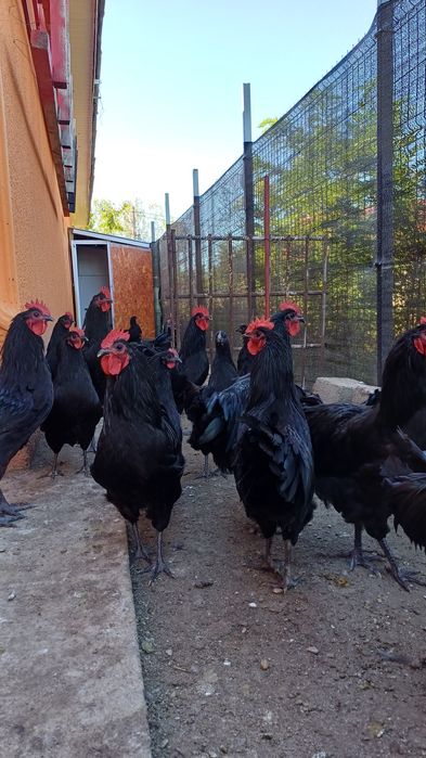 Vind  pui Austrolop  150 de lei bucata au 5 lunii