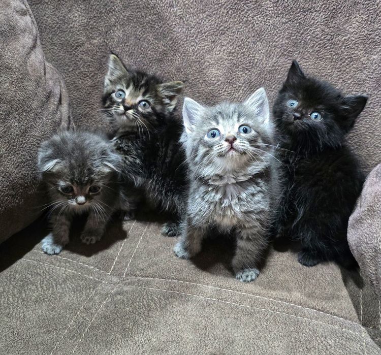 Котята шотландцы.