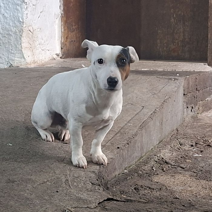 Джак ръсел териер