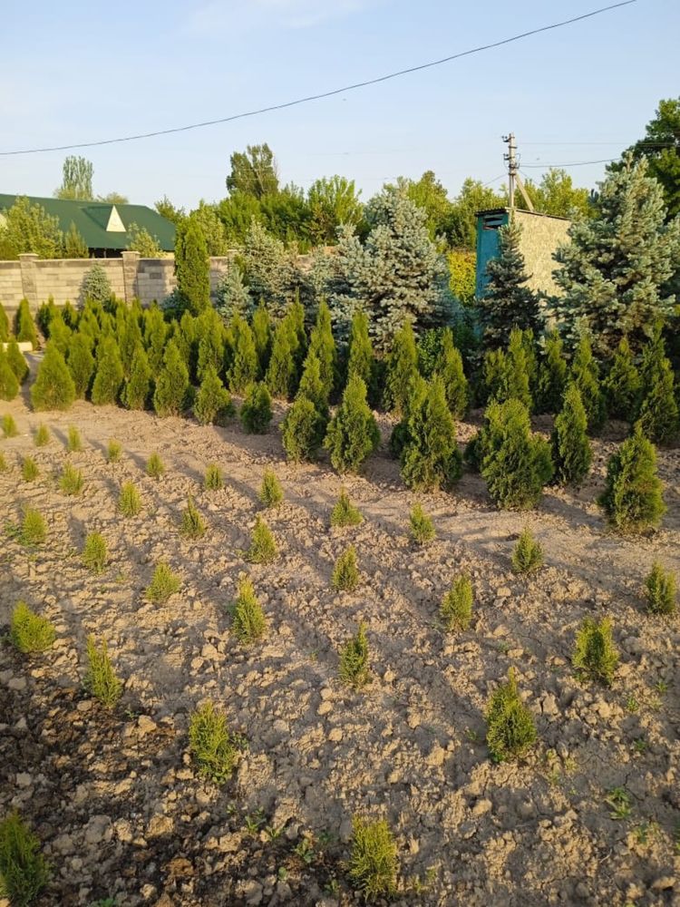 Продам саженцы деревьев