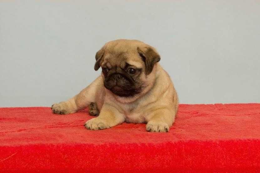 pui pug mops cu pedigree