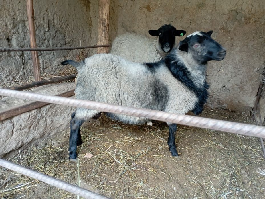 Ramanov qochqor zot uchun qdrb yurganlar uchun bor