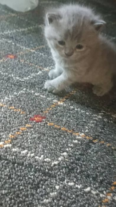 Скотиш страйт и фулд