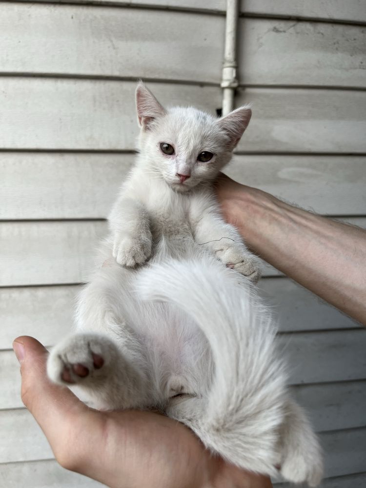 Котята разной окраски белые/черно белые