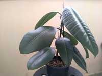 Ficus Elastica Robusta inaltime 35cm diametru 45cm frunza 25cm