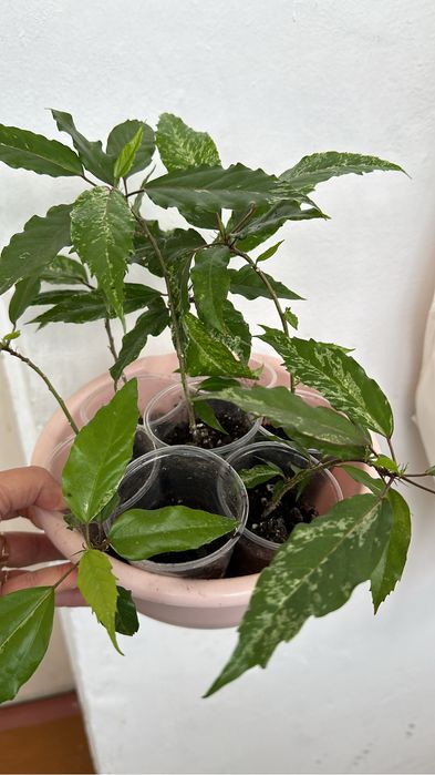 Красивые комнатные цветы