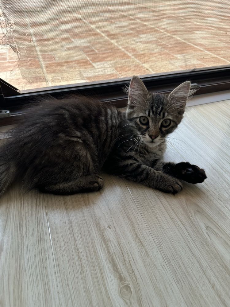 Donatie pui pisicuta cu blanita pufoasa