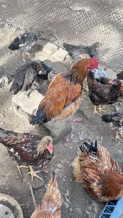 Петухи/xuroz sotiladi otasi Brama onasi mestniy