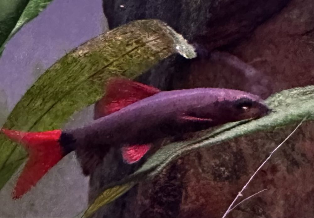 Donez rechin curcubeu (Epalzeorhynchos frenatum)