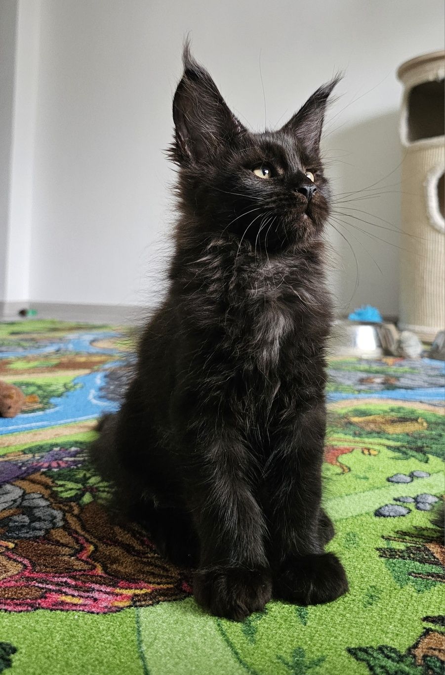 Pui Maine Coon cu pedigree