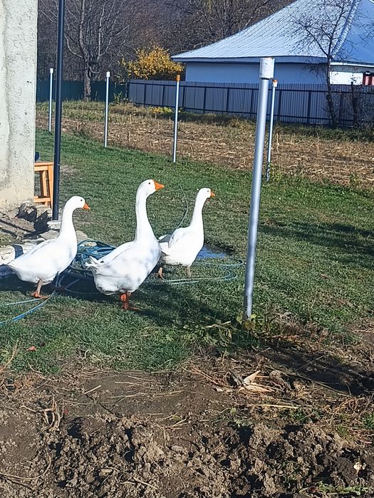 Vand două gâște și un gânsac