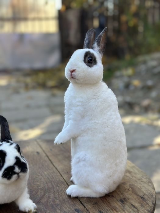 Mascul iepure Rex Pitic!