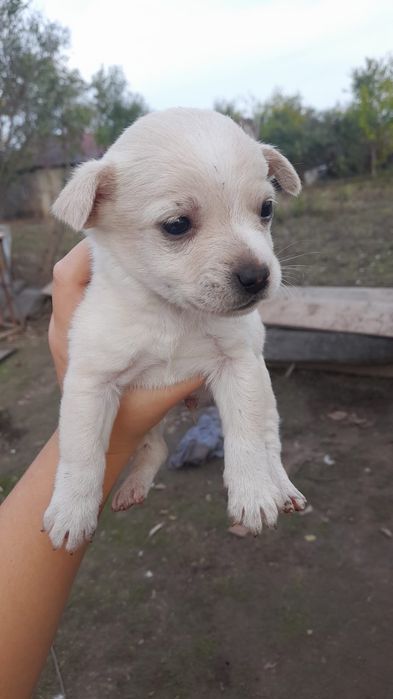 Donez pui catelusi