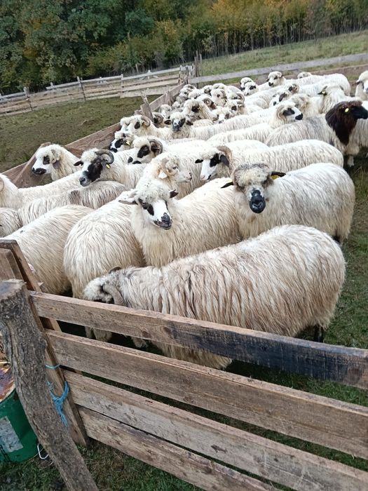 Oi de vânzare  Sălaj com. Surduc. 50 buc