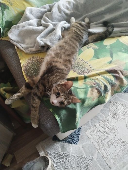 Отдам очень ласковую кошечку подростка . Прибилась в подъезд