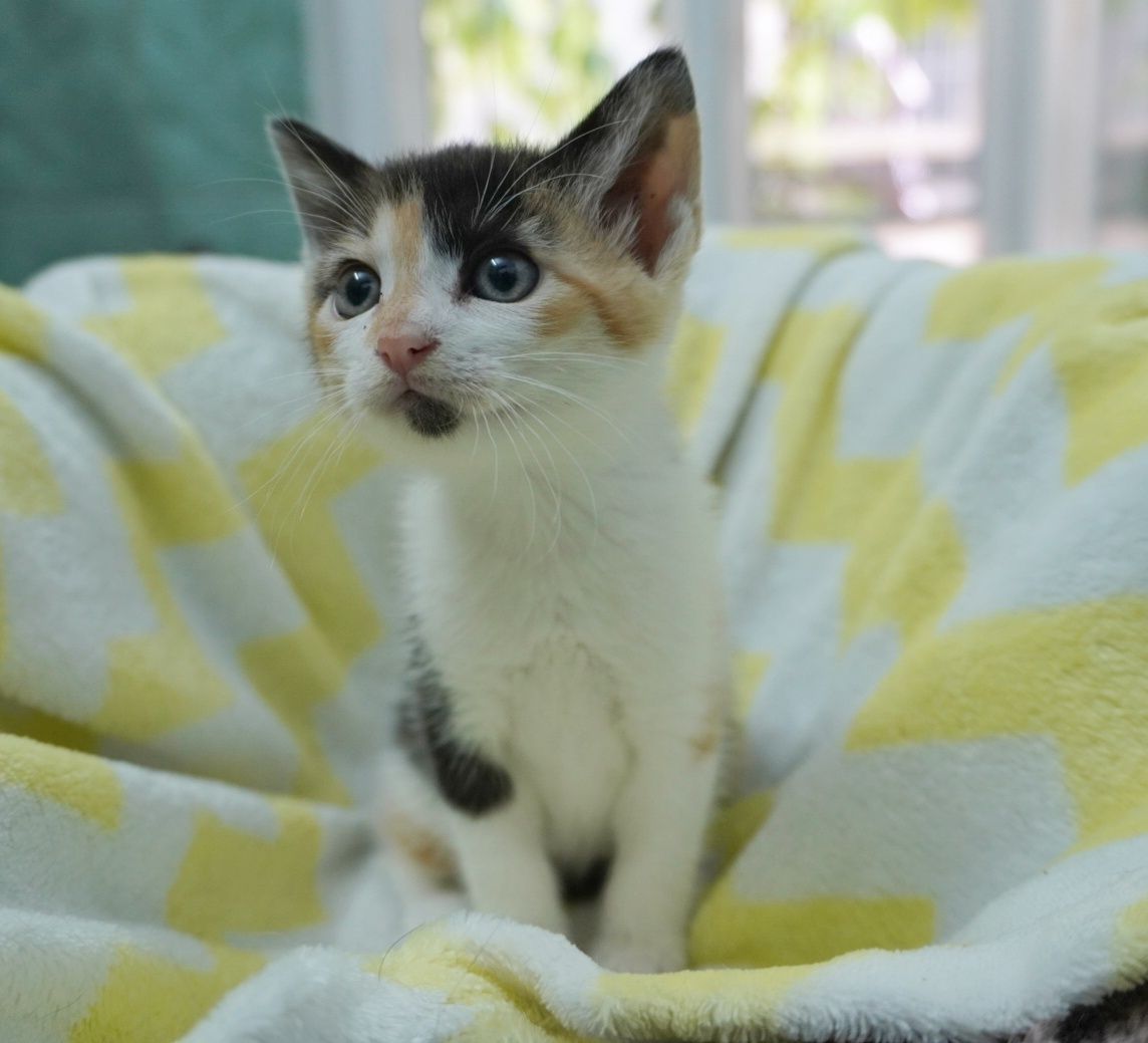 Pisica Sweety îți va îndulci viața dacă o adopți