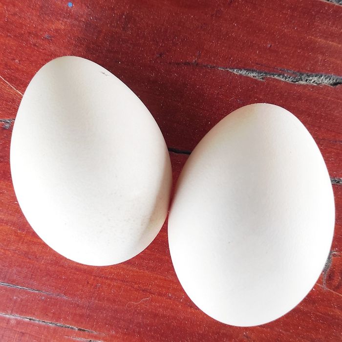 Vând 9 ouă de păun