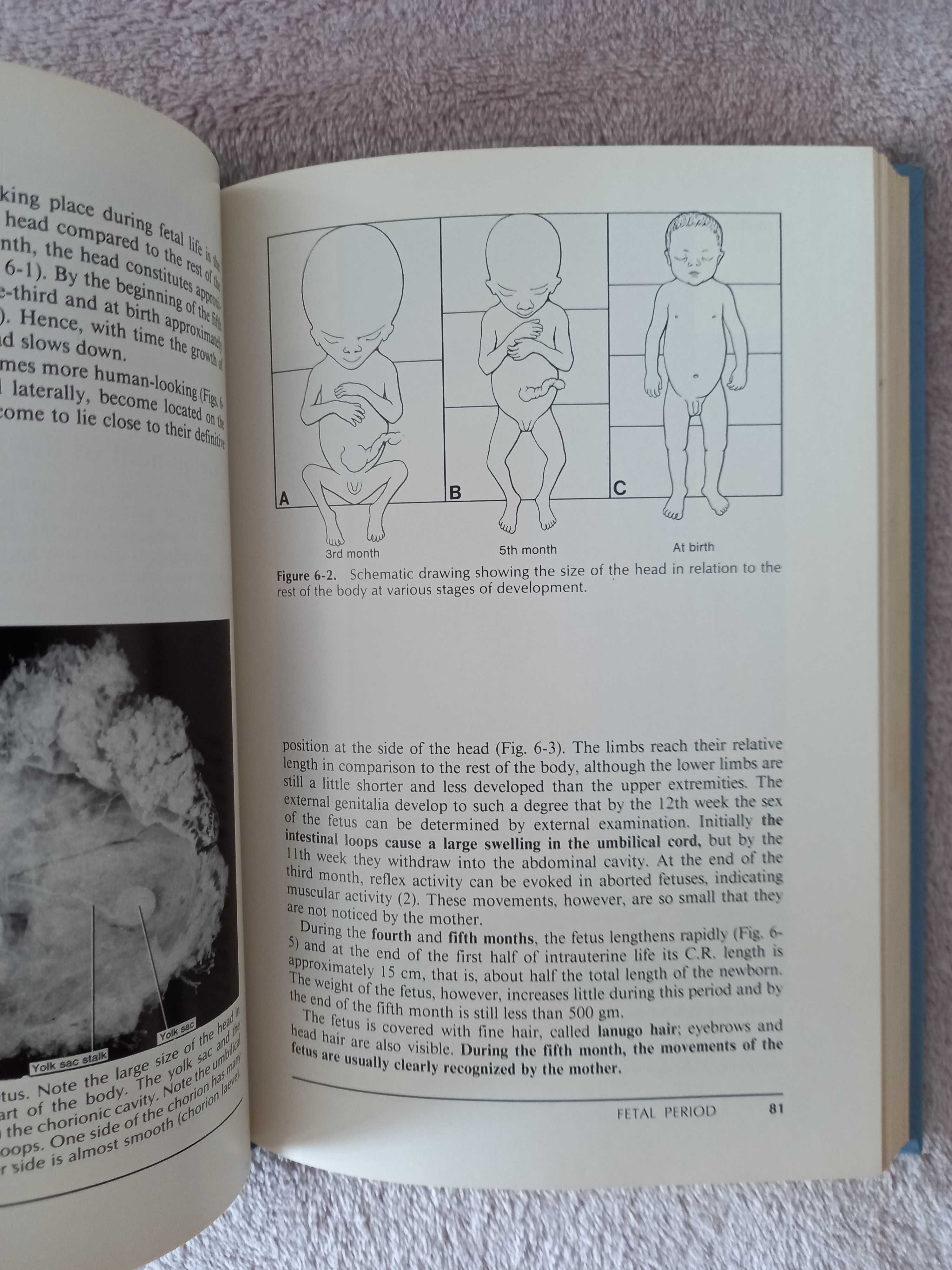 Medicina-Langman's medical Embryology