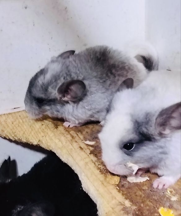 Чинчили две мъжки