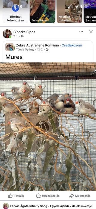 Disponibile pasari exotice: zebre australiene! Pui: 2025 Mures