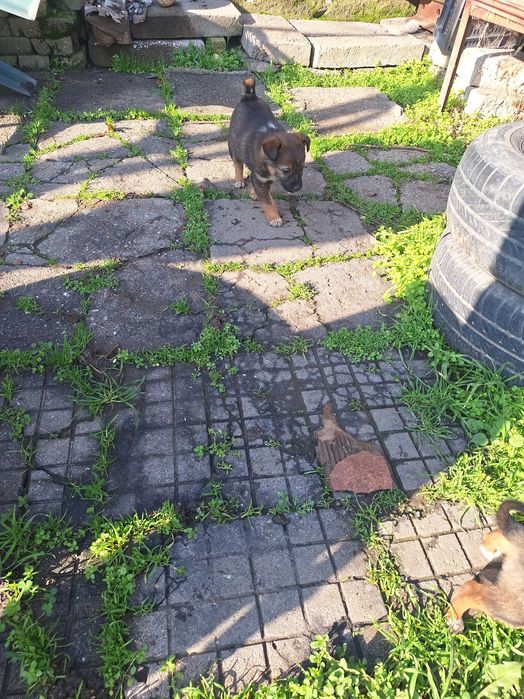 Малки кученца - дребни