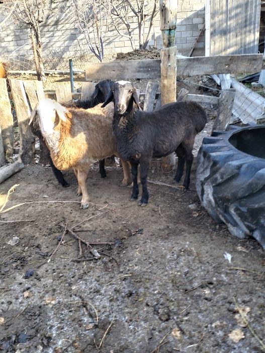 Қошқар 7 айлық.семыз дені сау