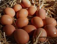 Ouă bio de țară, fără pedigri sau concentrate, 2 lei bucata