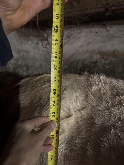 Juninca Gestanta Baltata Romaneasca