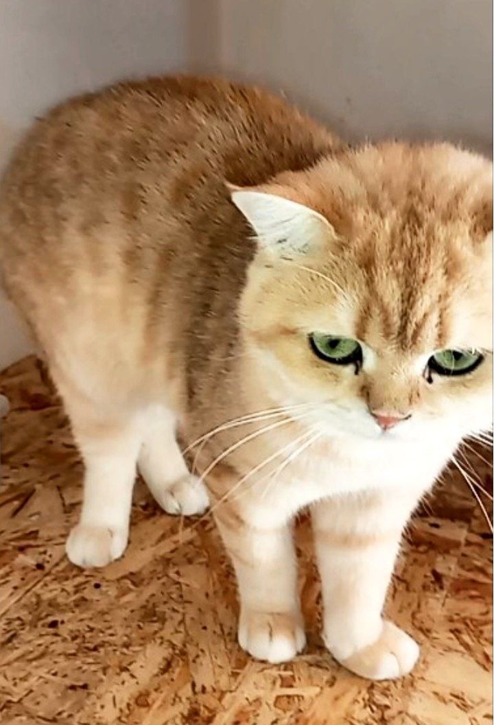 Вязка британского кота