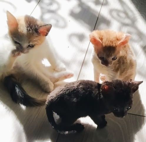 Продам котят породы корниш-рекс