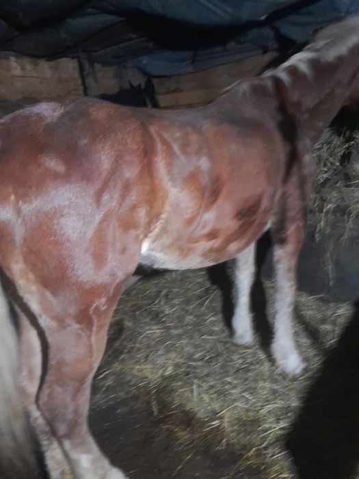 Vând iapa  de 7 ani